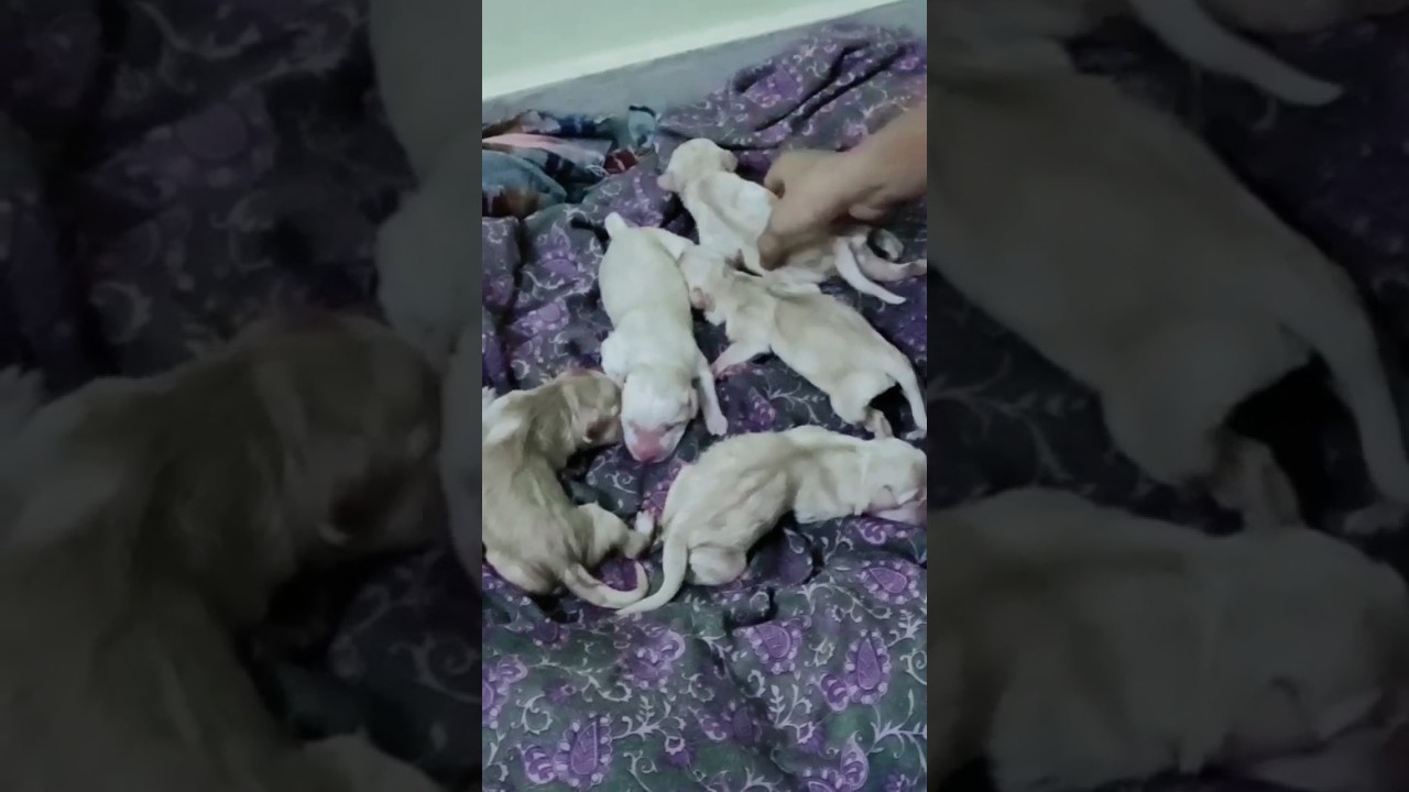 cute puppies#video#trending#viral#youtube#popular#telugu#india#animals#dogs#shorts#army#doglovers.