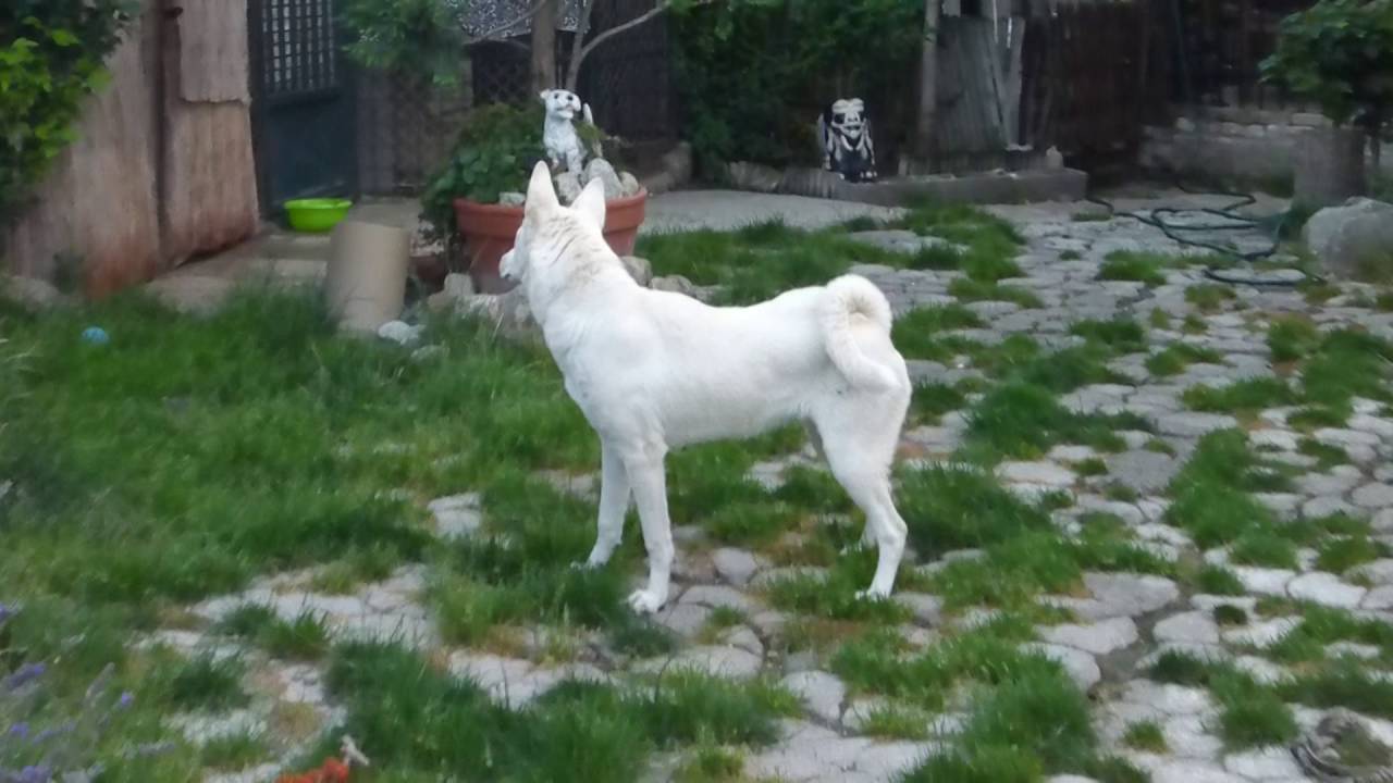 Security canaan dog