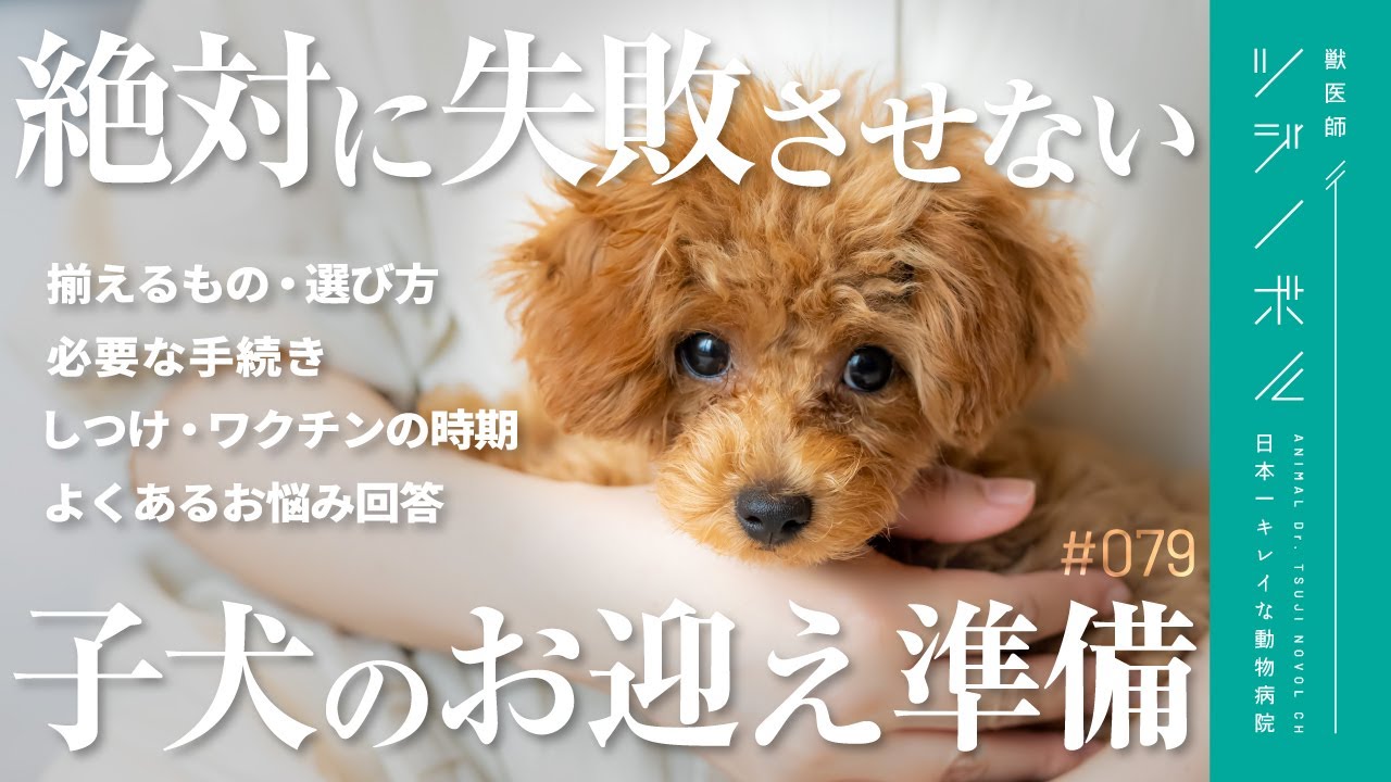 【獣医師解説】9割が知らない子犬がいい子に育つお迎え準備【獣医師ツジノボル】