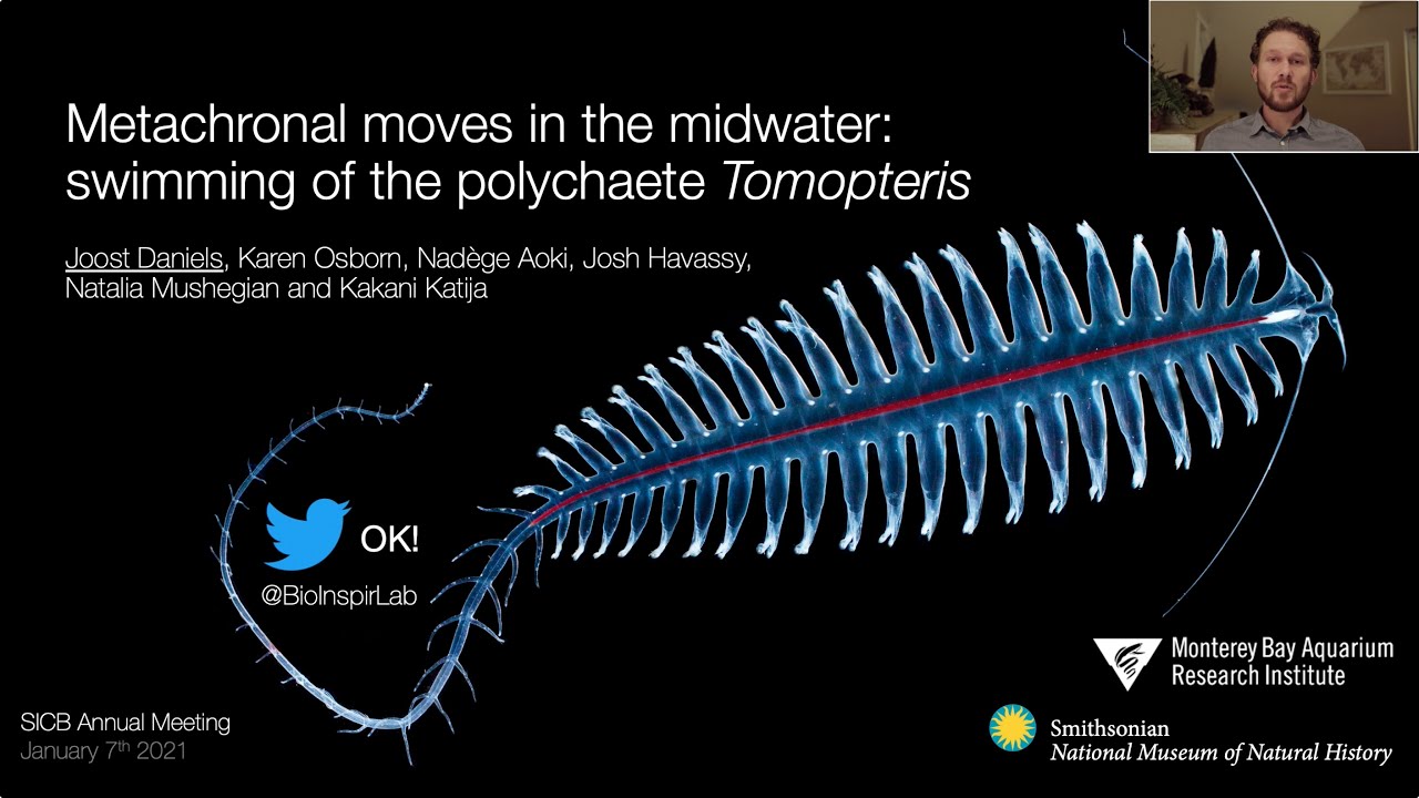 Swimming in Tomopteris - SICB 2021 presentation