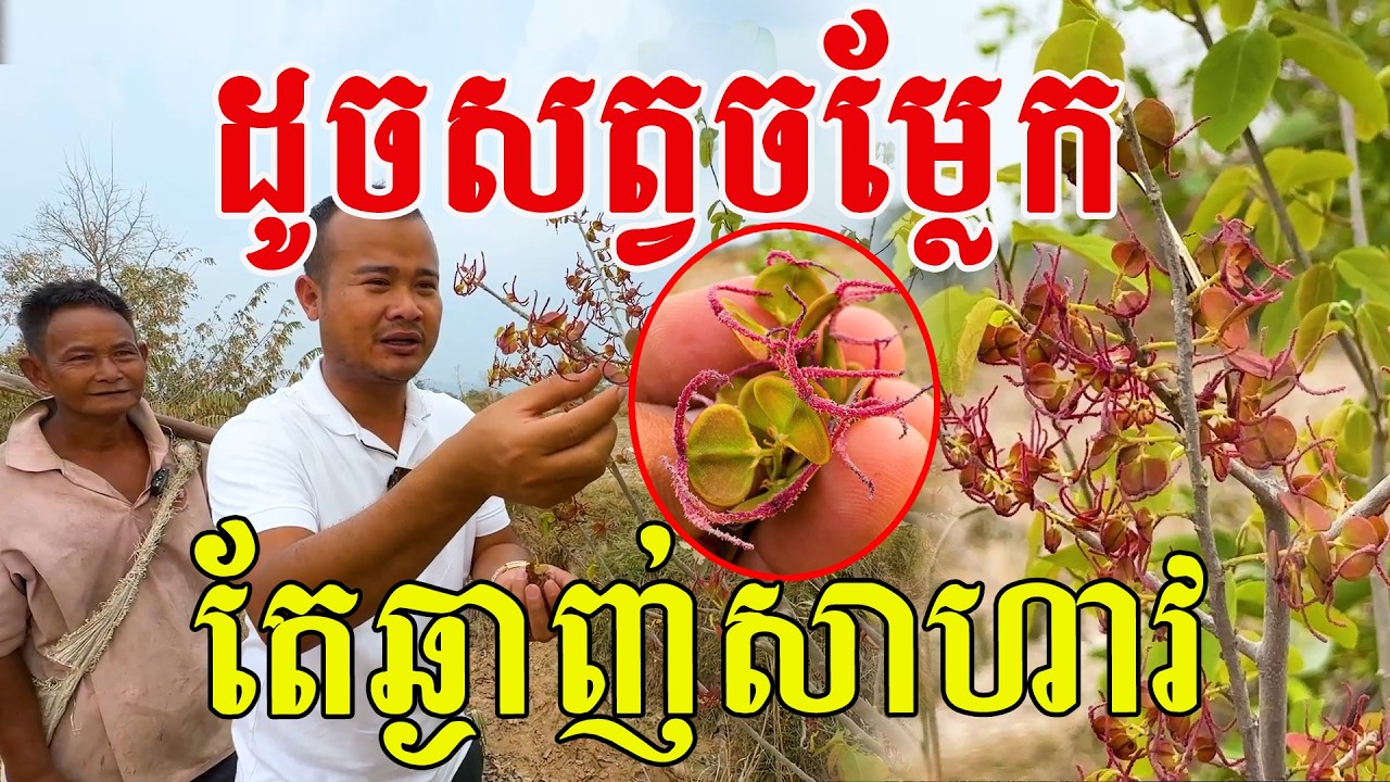 ដុះចែដូចសត្វ តែឆ្ងាញ់ប្លែកពីម្ជូរធម្មតា