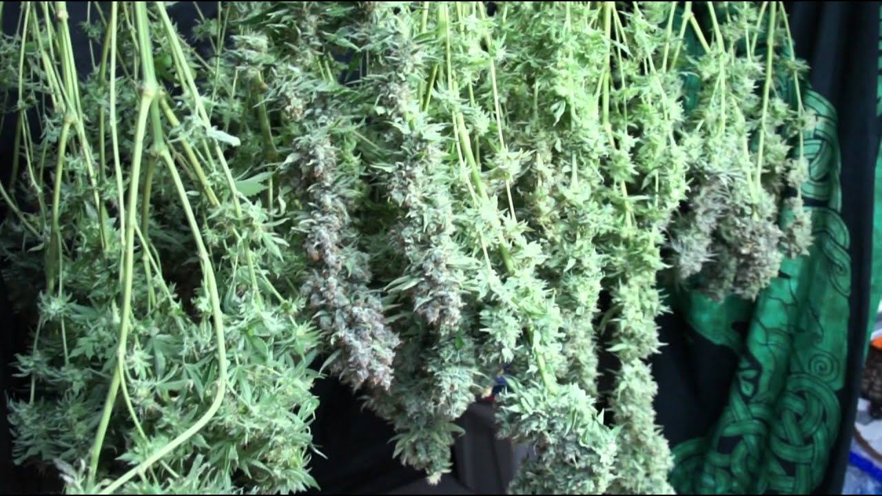 VaderVision E:17 Alien Abduction Harvest 1