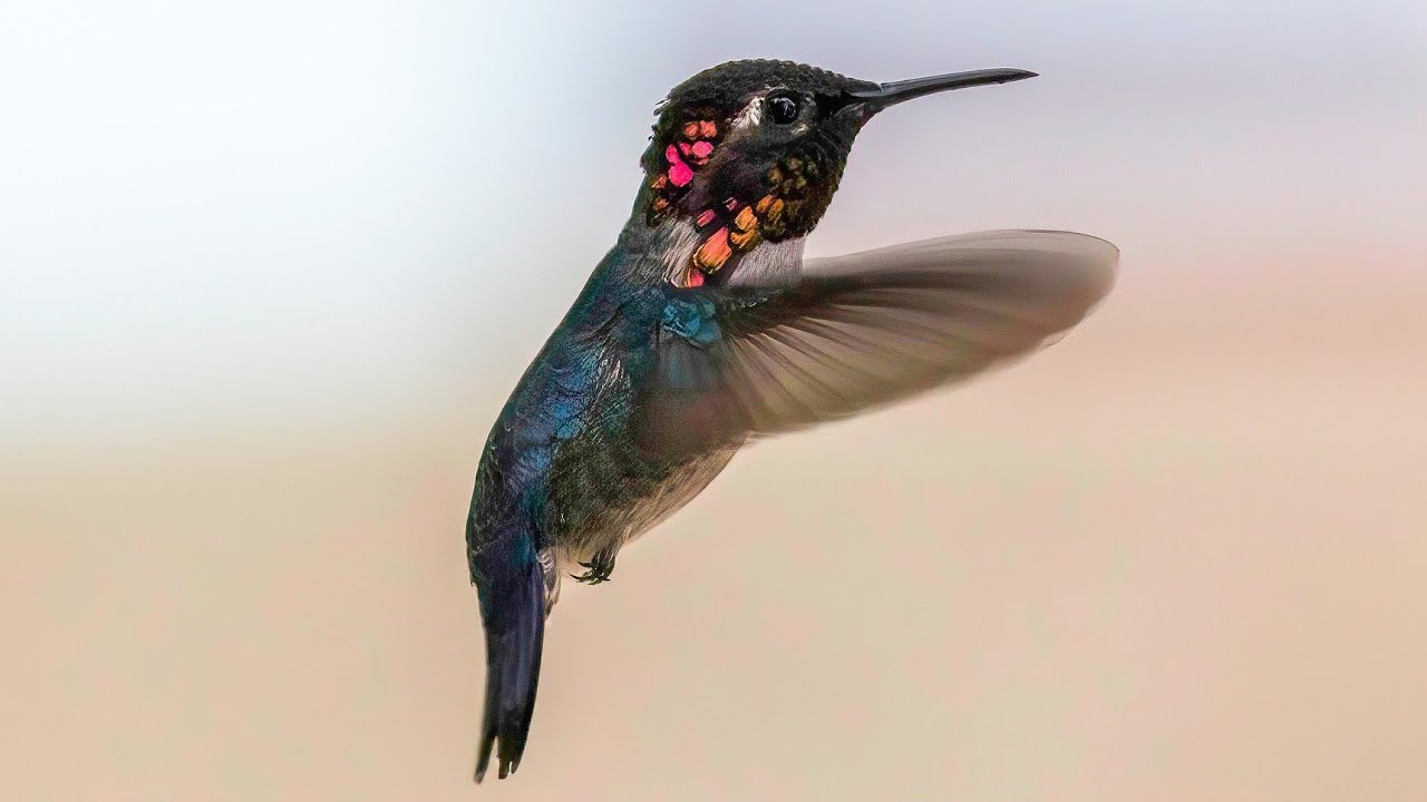 Bird Species Smaller Than Your Finger.