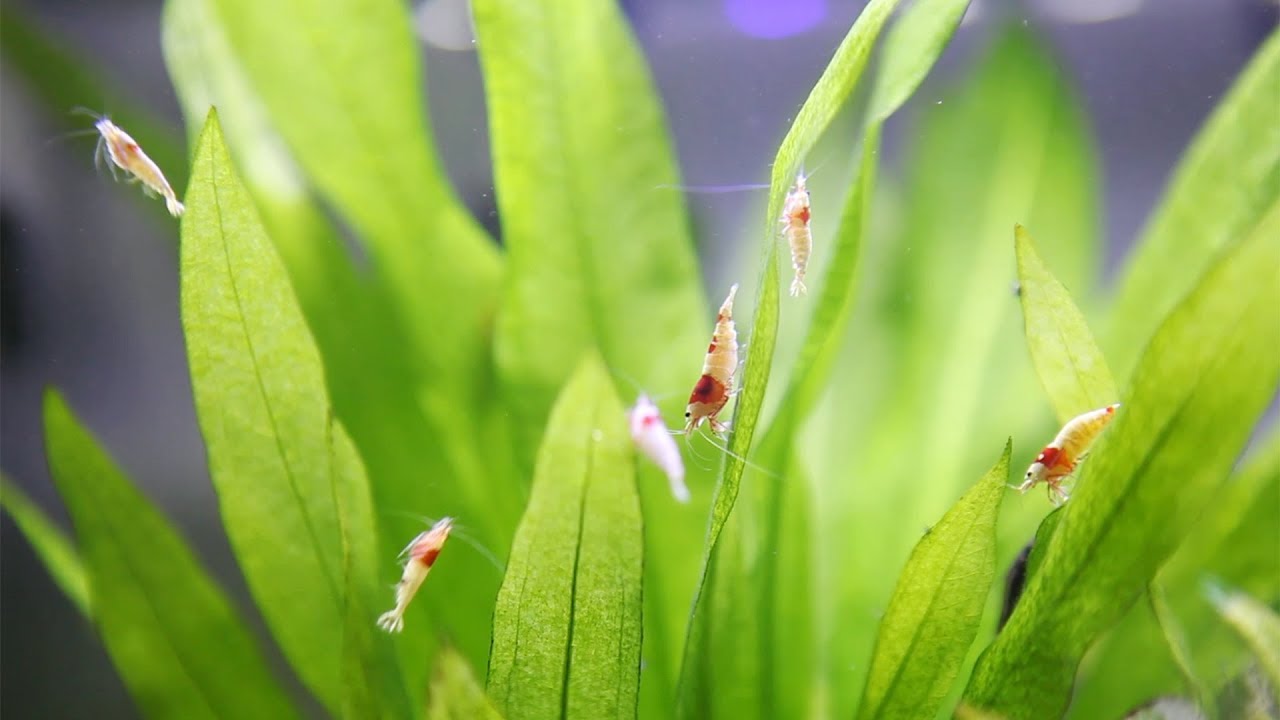 CRS 새우 포란춤(Crystal Red Shrimp mating dance)