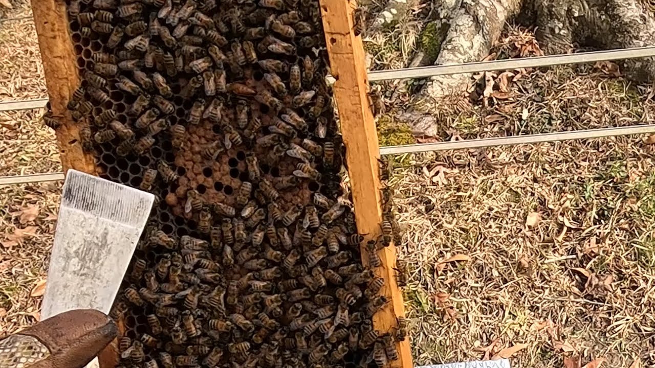 More Bees or More Honey