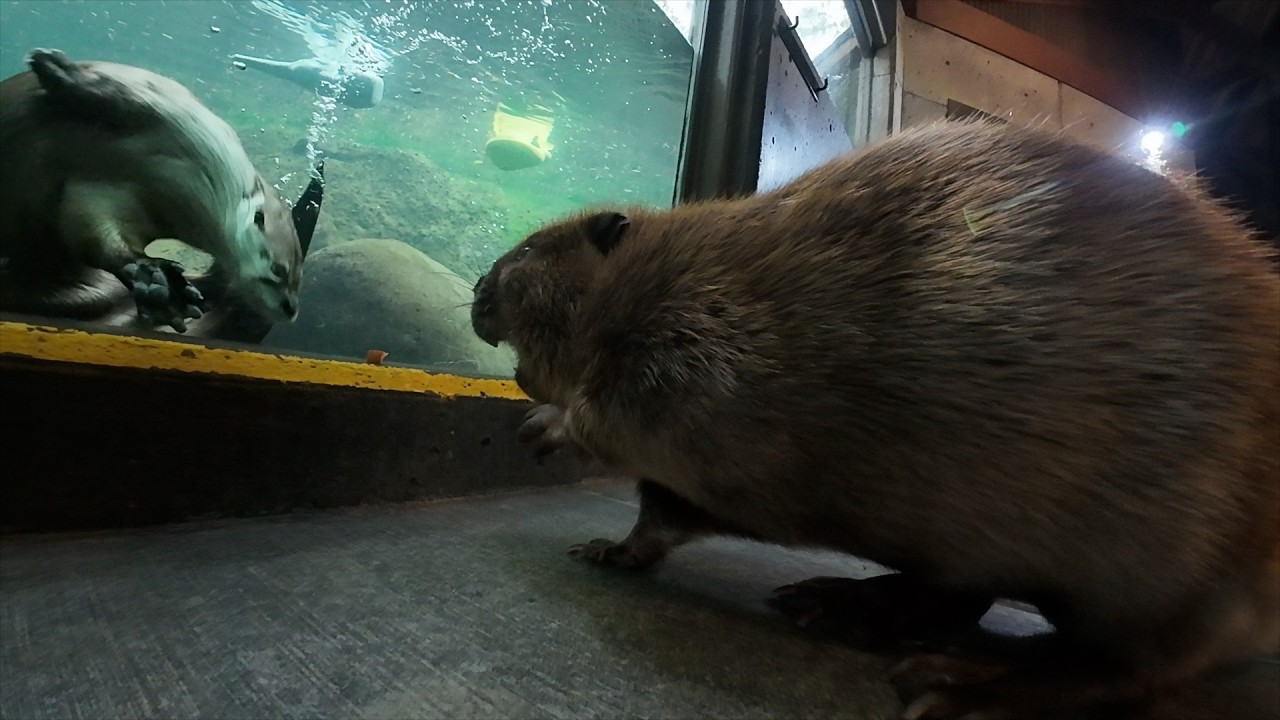 Adorable Beaver Meets Two Playful River Otters