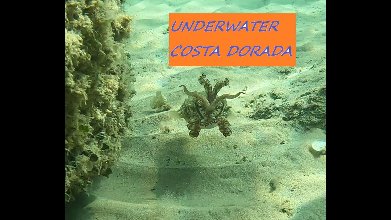 FUI A LA COSTA DORADA Y ME ENCONTRE.... !!! #4k #video #underwater #sea #animals #dive #buceo #fish