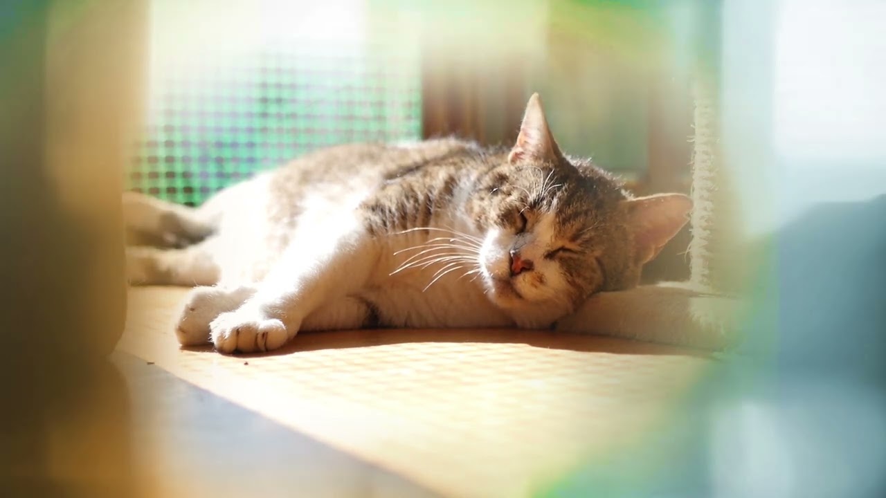 Music for Cats - To make them Happy (No ads in the middle) 2 hours