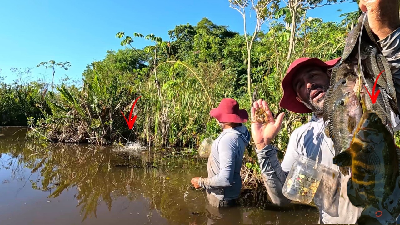 A GENTE NÃO DA NADA PARA ESSE BREJO NO MEIO DA MATA, É BEM ESSES QUE ESTÃO LOTADO DE PEIXES EXÓTICOS