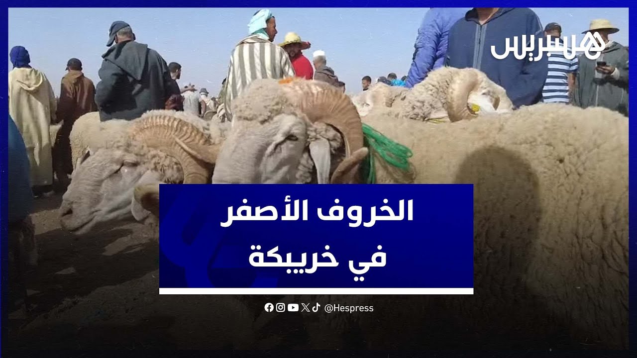سلالة 
