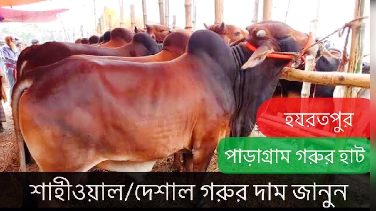 12-ঢাকার  হযরতপুর হাটে শাহীওয়াল/দেশাল বড় ষাঁড় গরুর মূল্য জানুন। Hazratpur cattle market-28/11/20