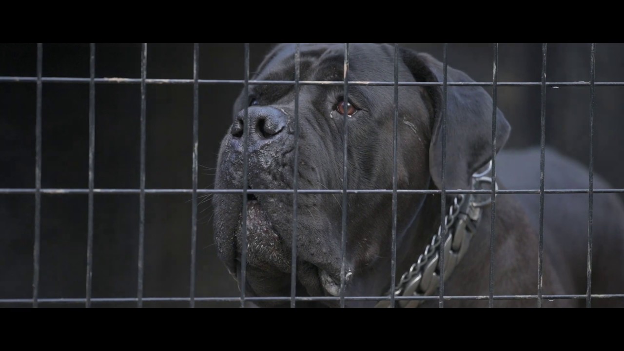 Tokara Tambo [Guardian Boerboels]