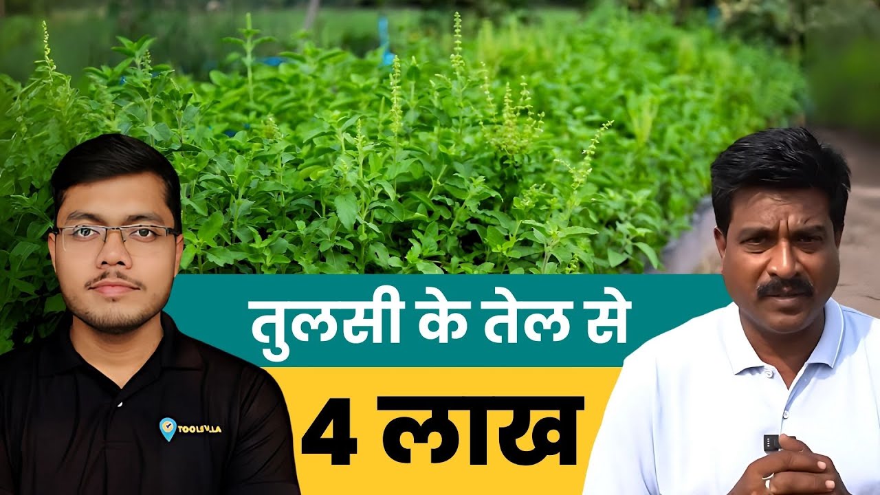 Tulsi Farming से कमाए 4 लाख जानिए सफलता की Full Story | Tulsi Farming | Tulsi/Basil Farming In India