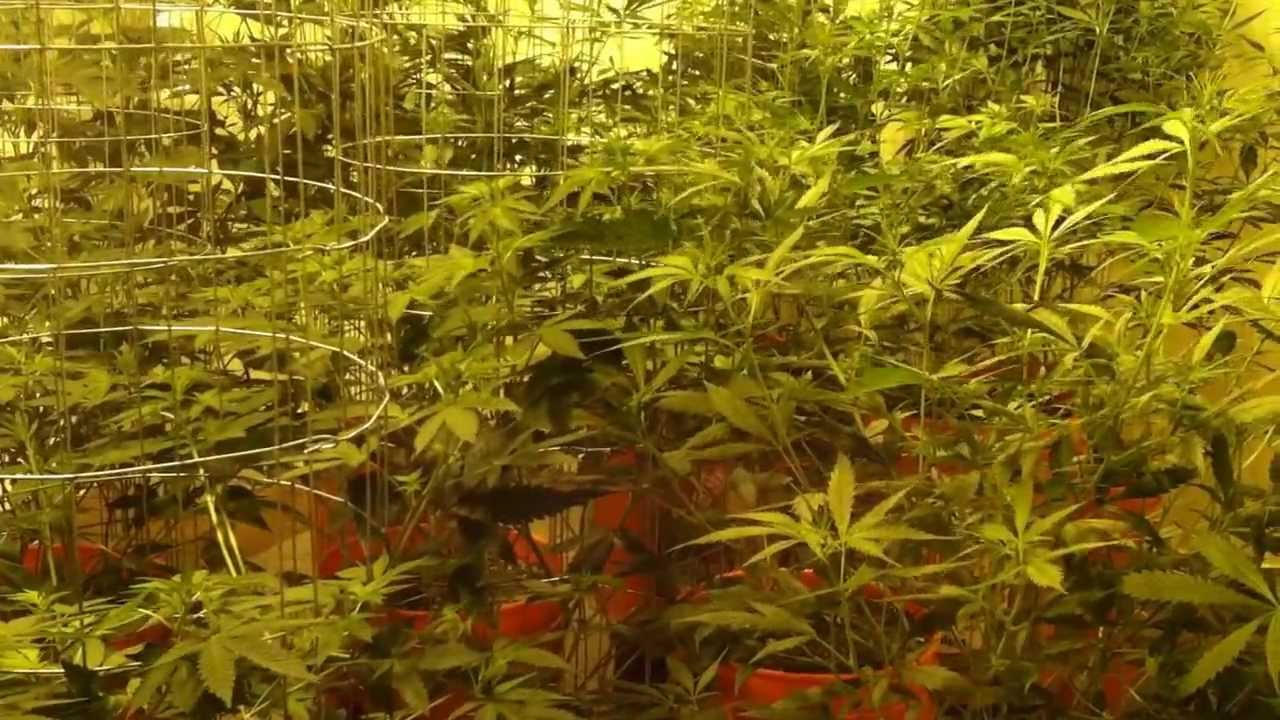 Heavy 16 10 days into flowering