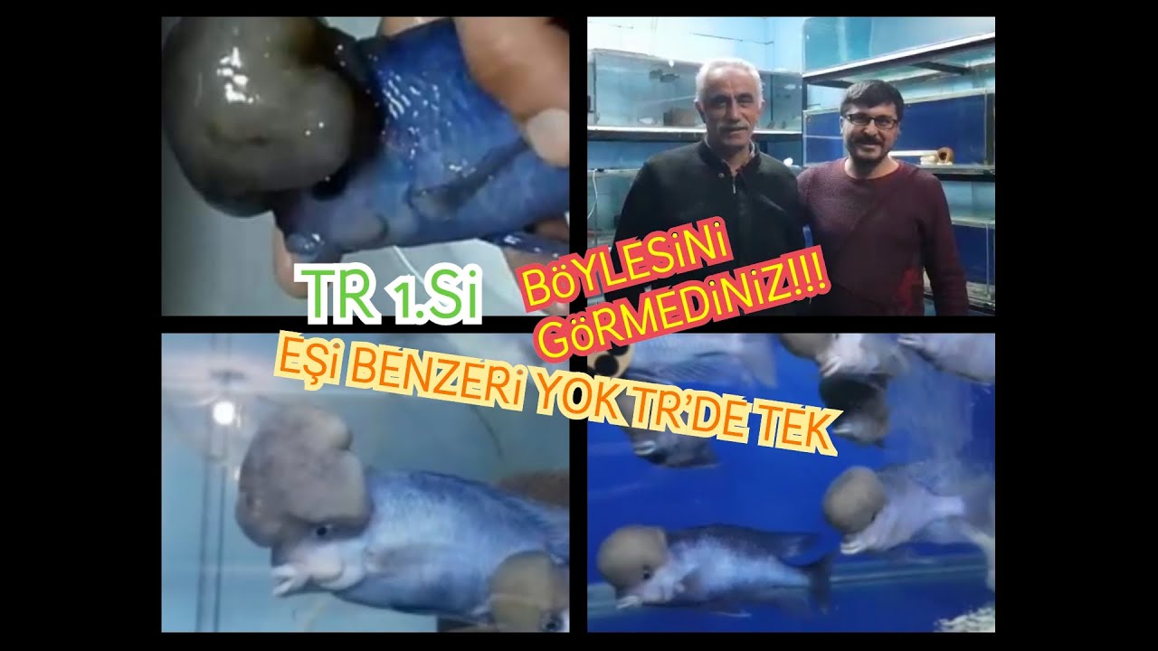 *ÇEKİLİŞ* KAFALI YUNUS BALIĞI HAKKINDA BİLGİLER / KAFALI YUNUS ÜRETİMHANESİ #ŞİMŞEK AKVARYUM DÜNYASI