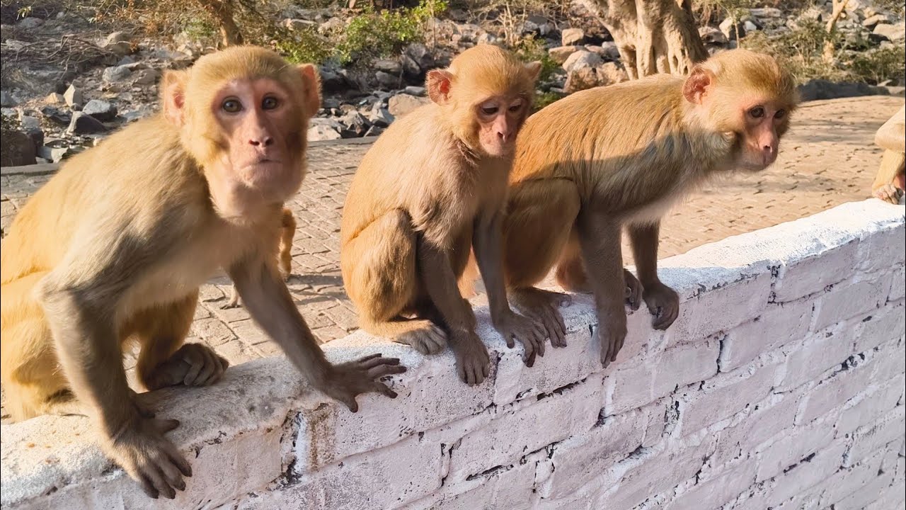 भूखे बंदरों की मदद की | देखिए कैसे खुशी से उछल पड़े सारे बंदर #monkey #feeding #virel 