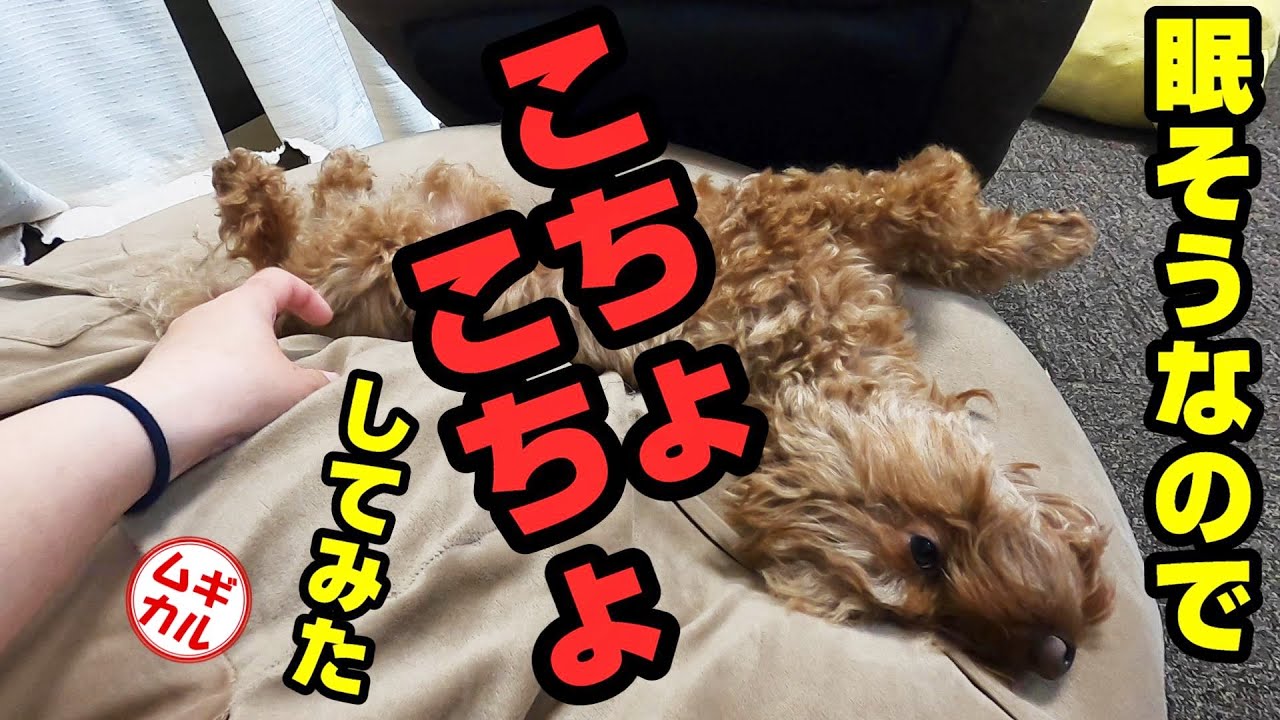 トイプードルが寝てる時にくすぐってみた【犬の面白動画】【ムギカル】#48