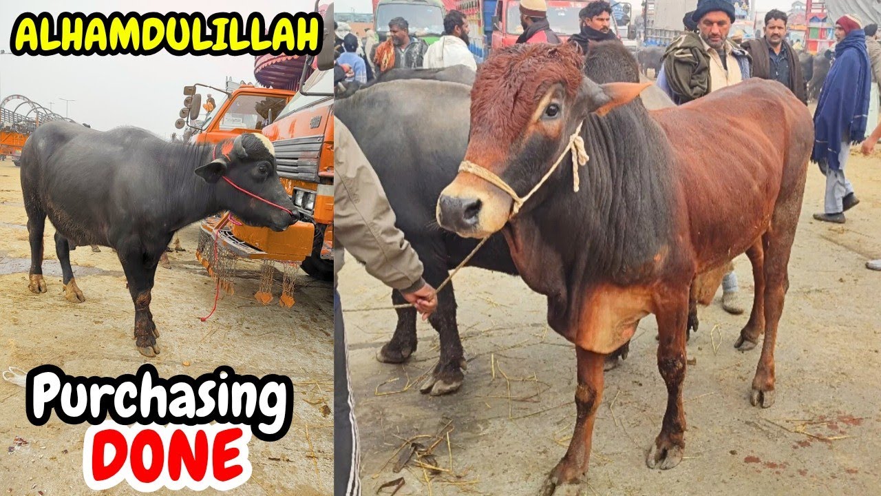 Alhamdulillah ♥️. Live Dealing Of 4 Animals In Cattle Market Lahore. First Farm