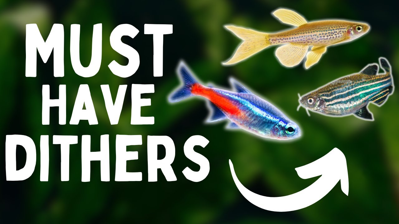 Best Dither Fish for Community Tanks – Top 7 Picks