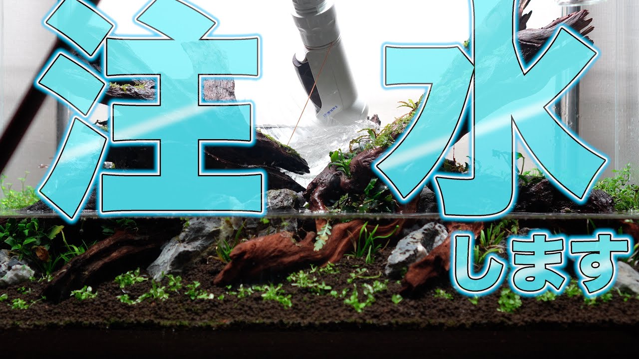 【水槽立ち上げ】絶対浮くなよ？流木レイアウトに注水#aquarium #水草水槽 #ネイチャーアクアリウム