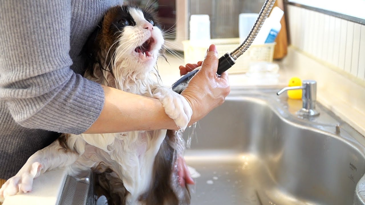 목욕이 싫어 목 놓아 우는 고양이