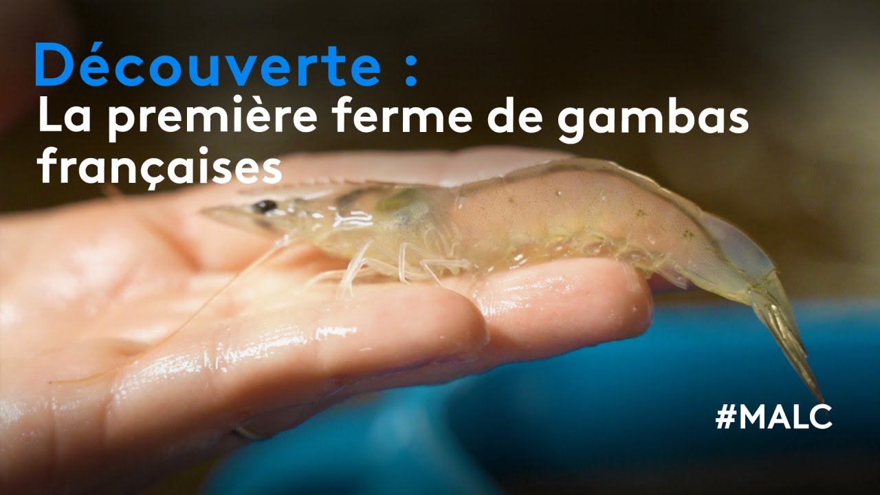 Découverte : La première ferme de gambas françaises