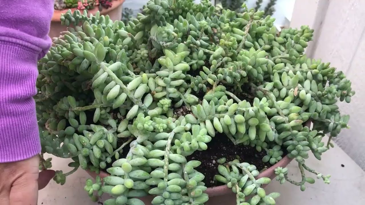Transplanting Sedum Burrito to a new Pot | Leaf and Designs | Transplantando Sedum Burrito