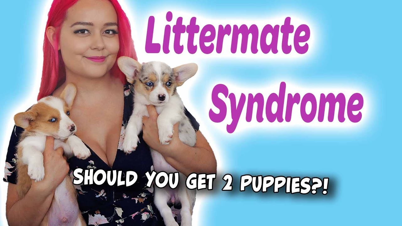 Littermate Syndrome | Watch this BEFORE getting 2 puppies!