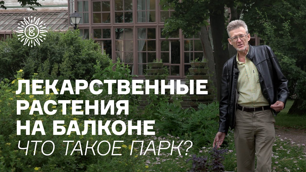 Лекарственные растения на балконе. Что такое парк?