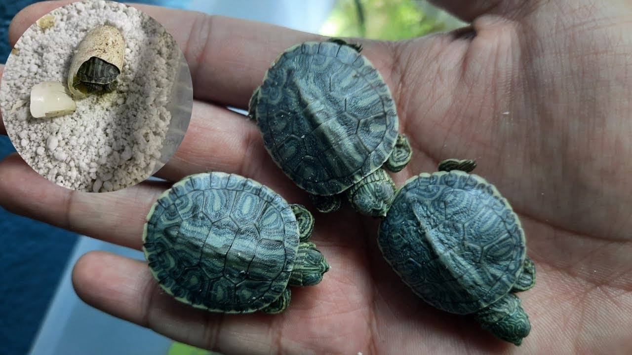 nacimiento de TORTUGAS de orejas rojas  variedad rio grande
