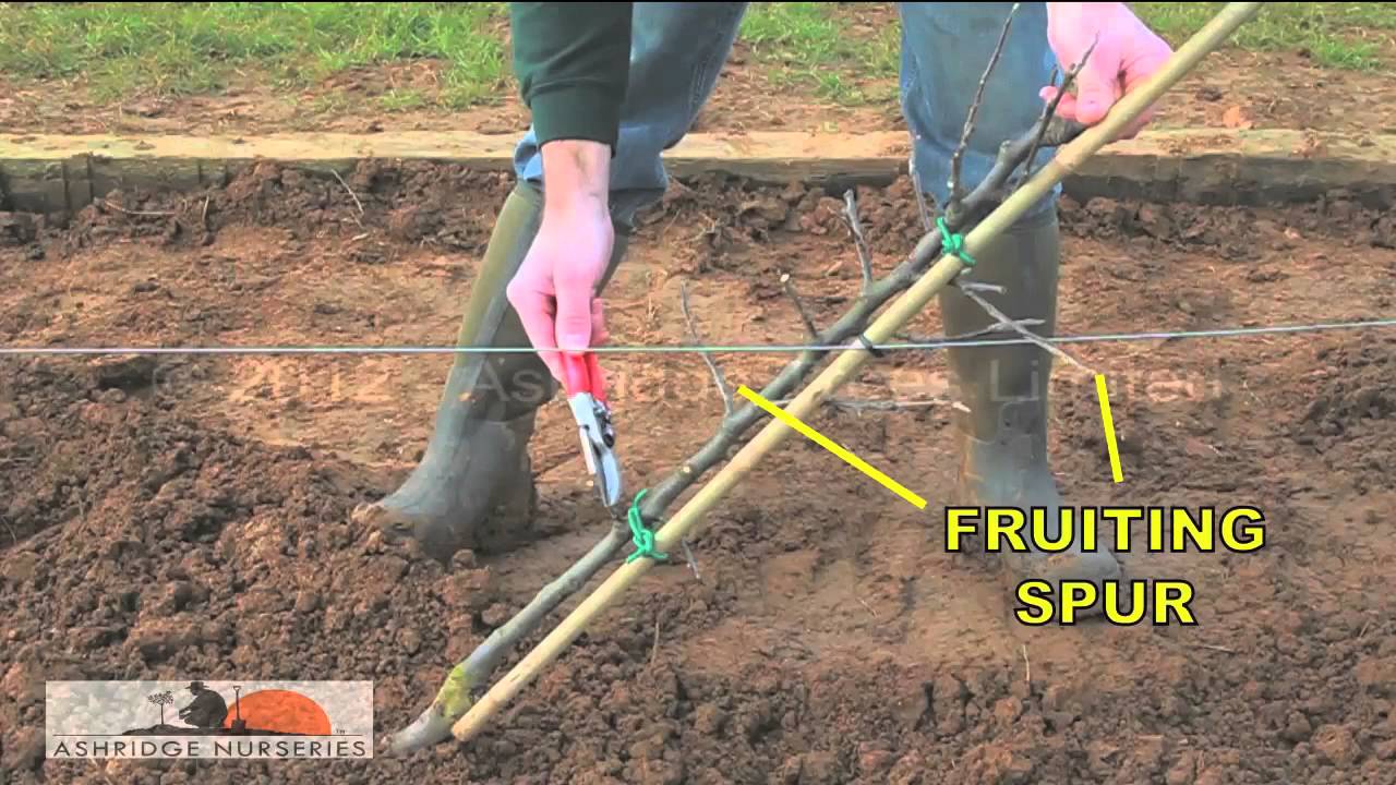 Pruning a cordon fruit tree in Year 2 and beyond