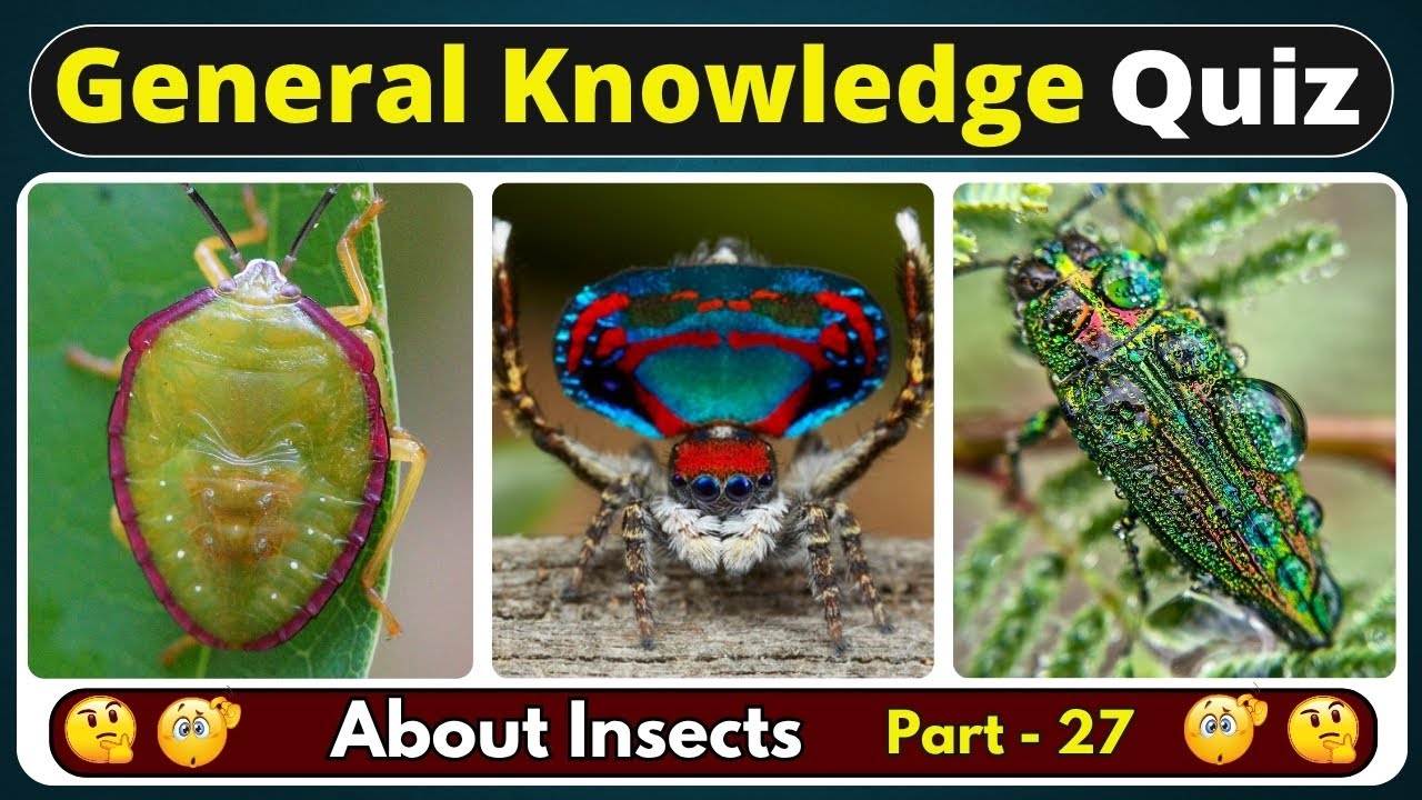 10 Mind Blowing Insect Facts Quiz 🧠 (Part 27) | Test Your Bug IQ