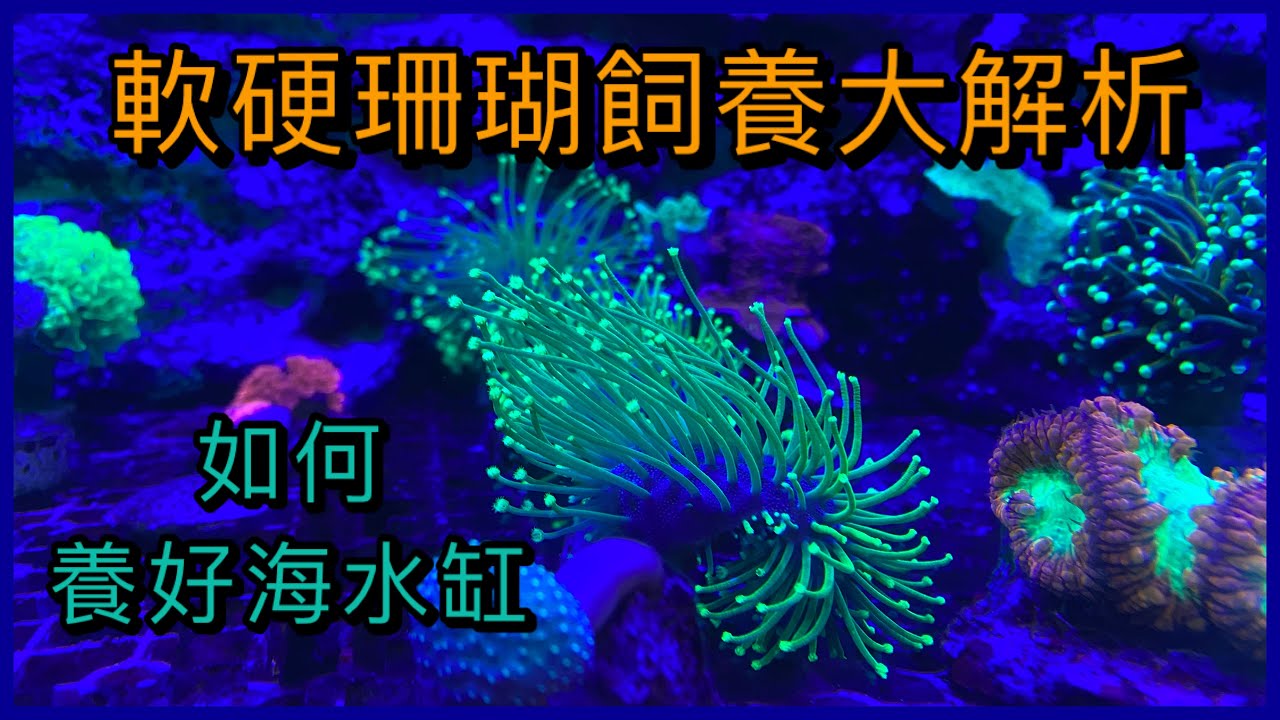 『海水缸系列』養出美麗的珊瑚,看看30年老店怎麼做，從養水到設備的選擇全部一次告訴你,你知道養軟體有哪些魚不能養嗎？你知道硬骨要強烈水流嗎？