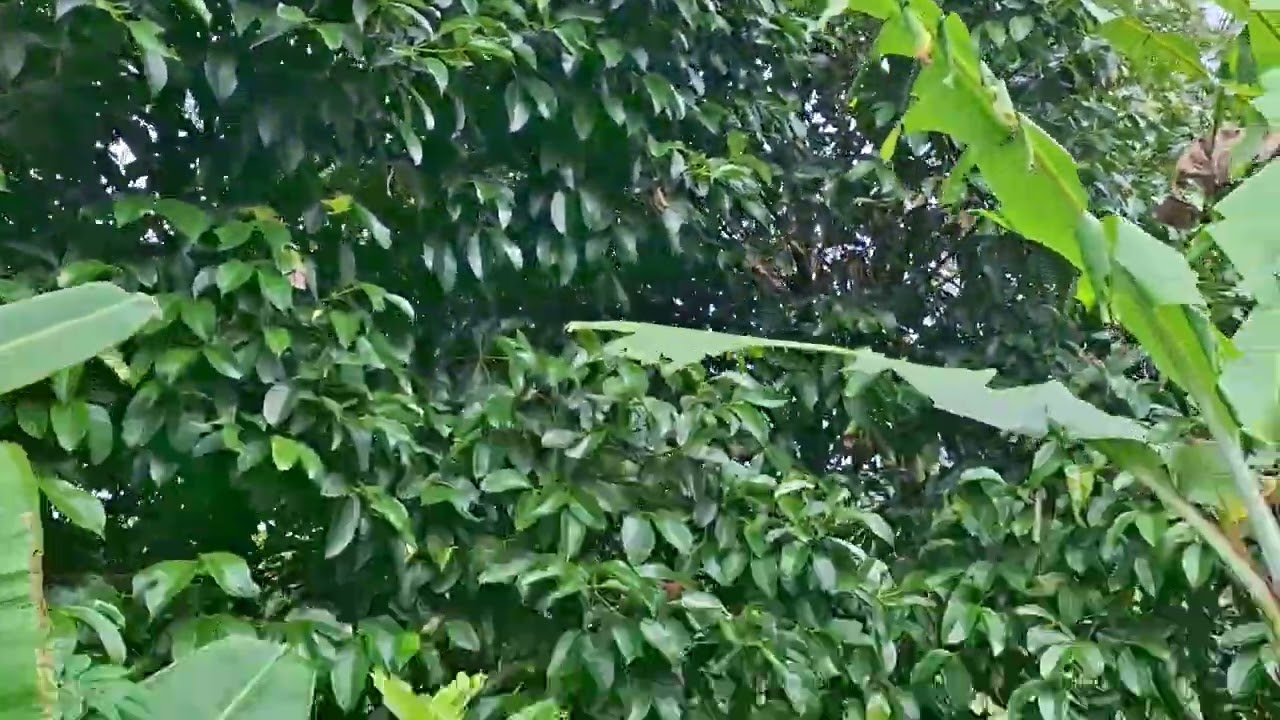 Di jual kebun durian murah luas tanah  1500 metr