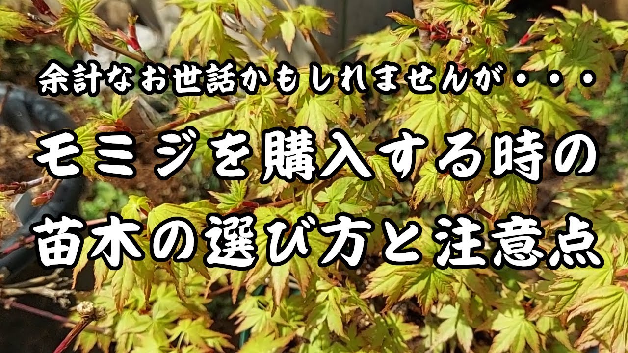 モミジを購入する時の苗木の選び方と注意点