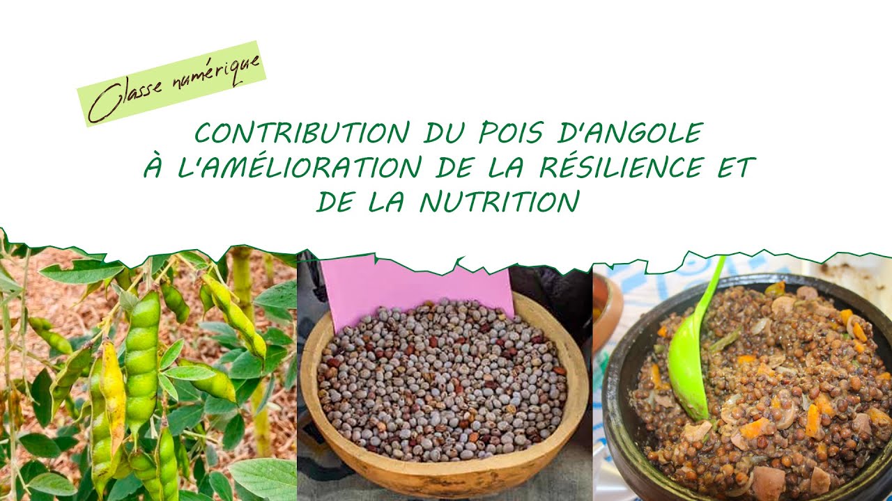 Replay: Atelier numérique sur le Pois d'angole | Secaar & UROPC-M