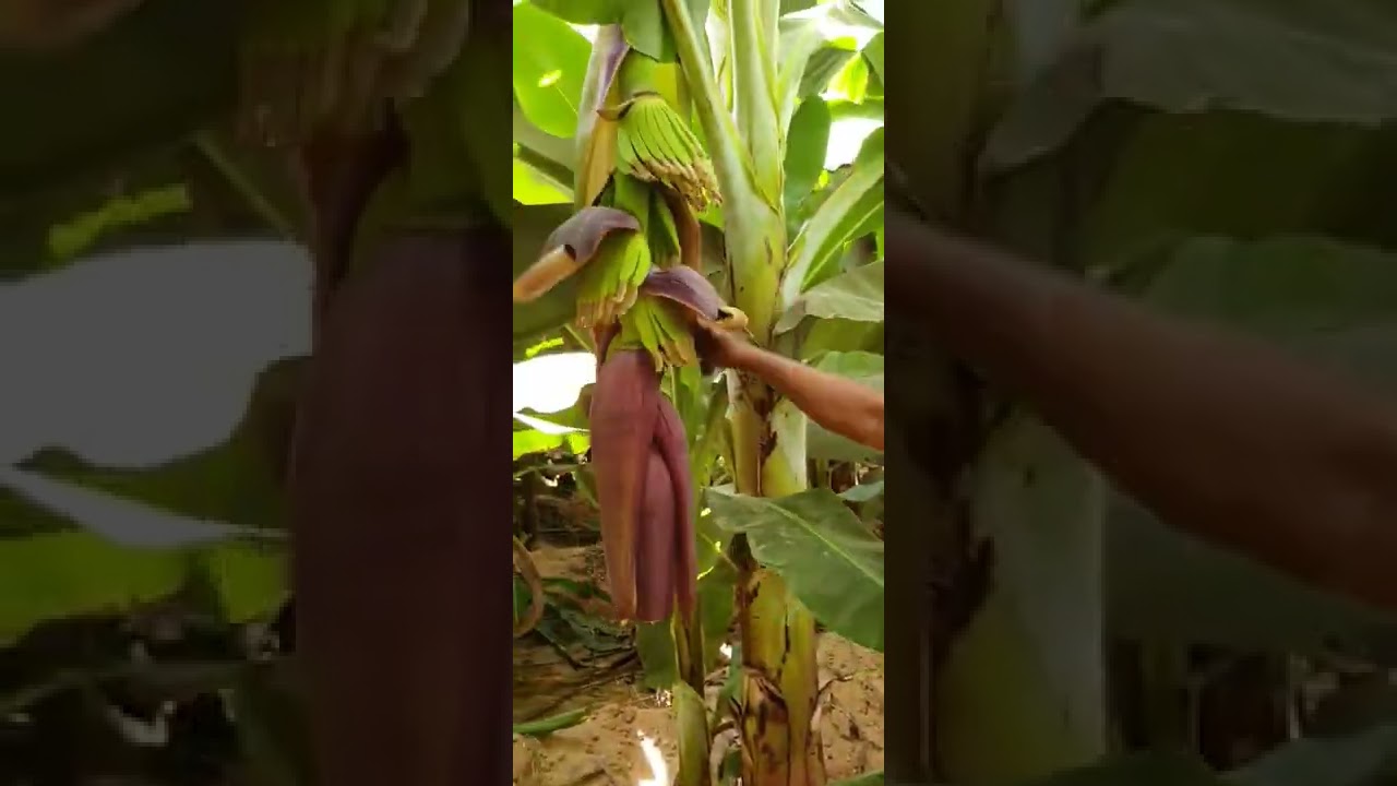 اهم العمليات الحيويه في الموز أمهات صيفي مغطي (م إبراهيم مهني)