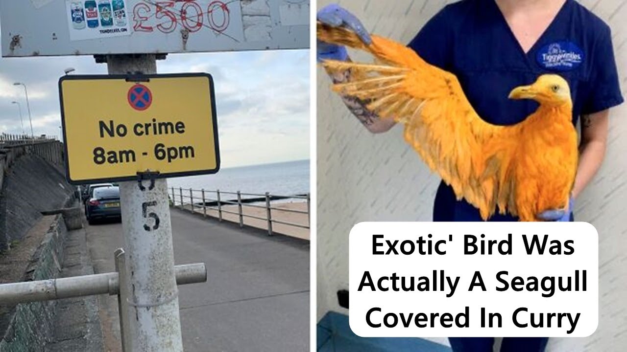 Funny Out Of Context British Pics