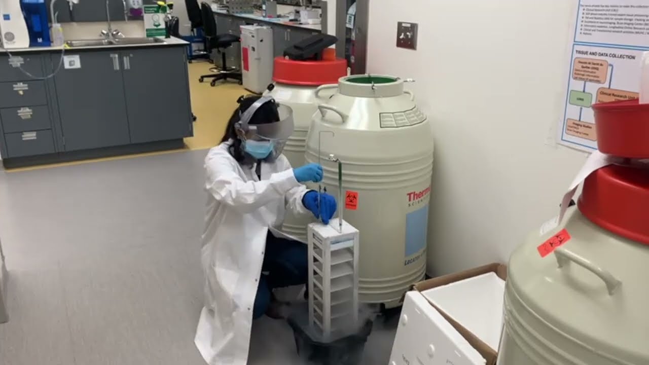 Protocolo para descongelar células troncales pluripotentes inducidas (iPSCs)