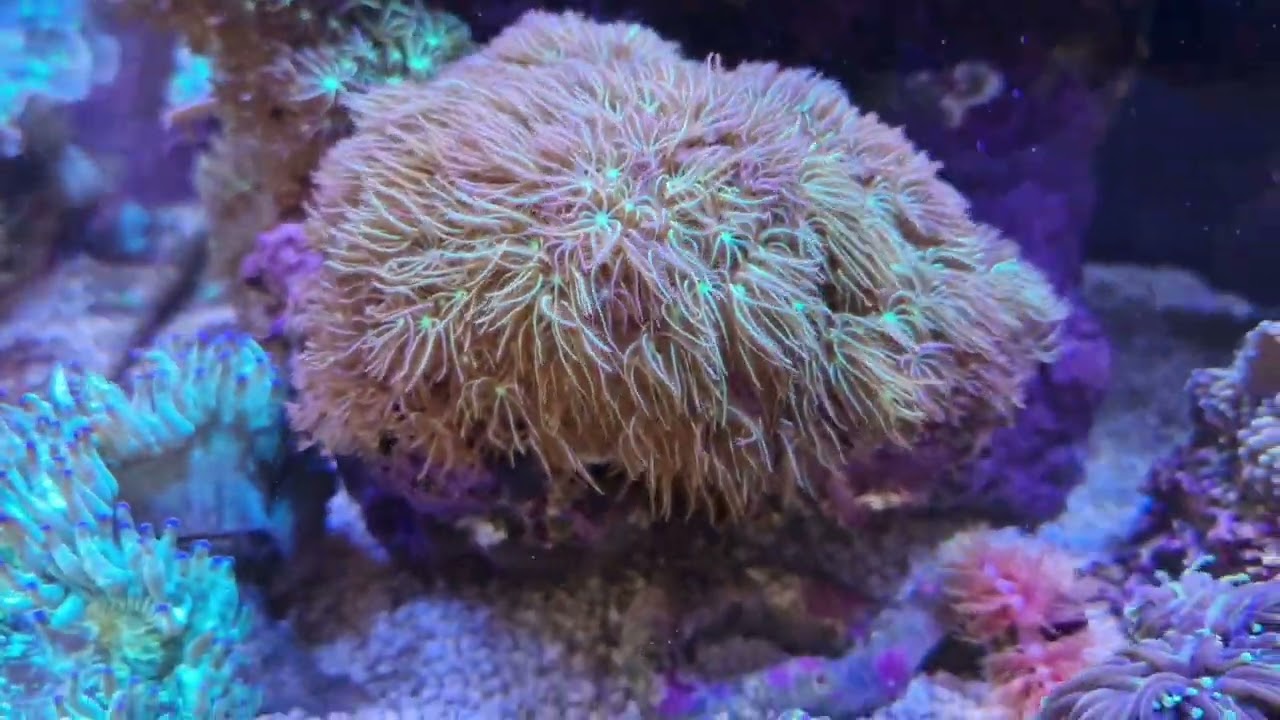 Riffaquaristik Meerwasser Red Sea Reefer 170 -》60 Tage ohne messen der Wasserwerte
