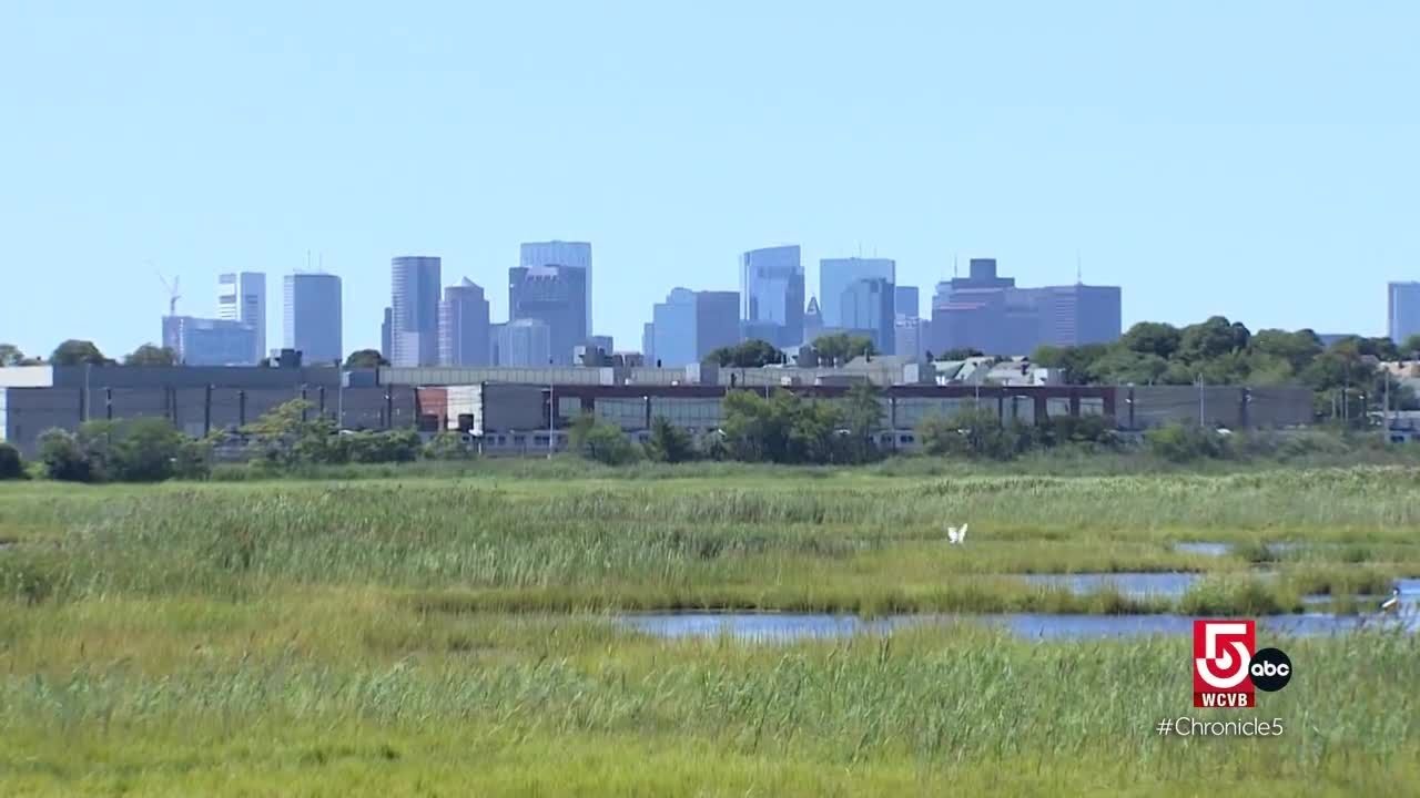 East Boston's Belle Isle Marsh is a labor of love