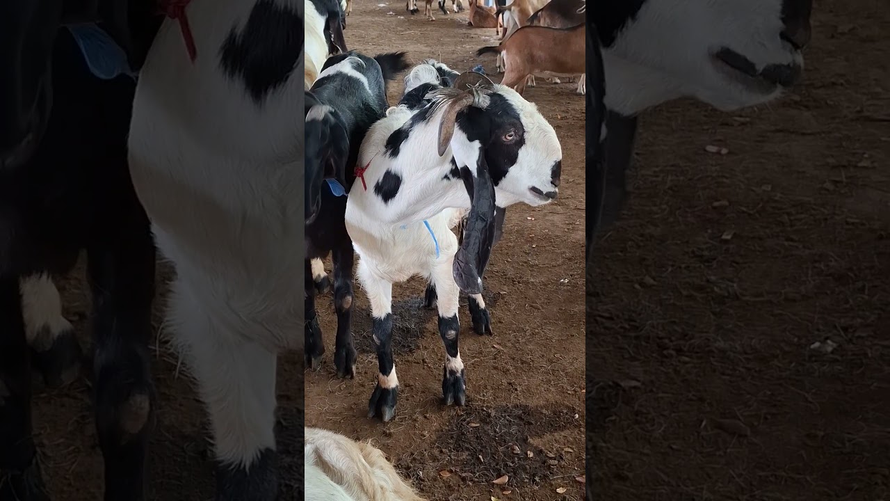 kambing lucu telinga panjang #shorts #goats #funnygoat