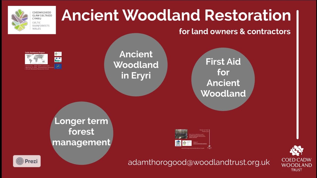 Ancient woodland restoration for contractors and land managers - Webinar 24.2.21