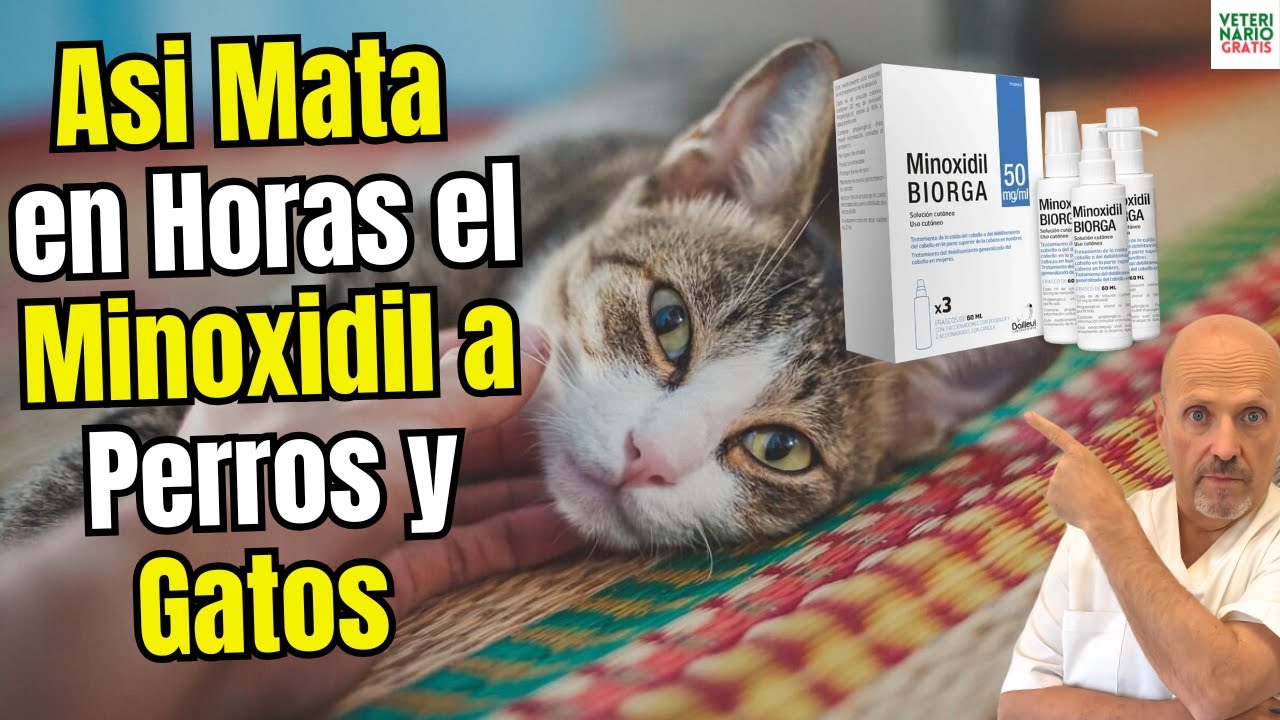 🚨 INTOXICACION MORTAL EN PERROS Y GATOS POR MAL USO DEL MINOXIDIL DE PERSONAS 🚨