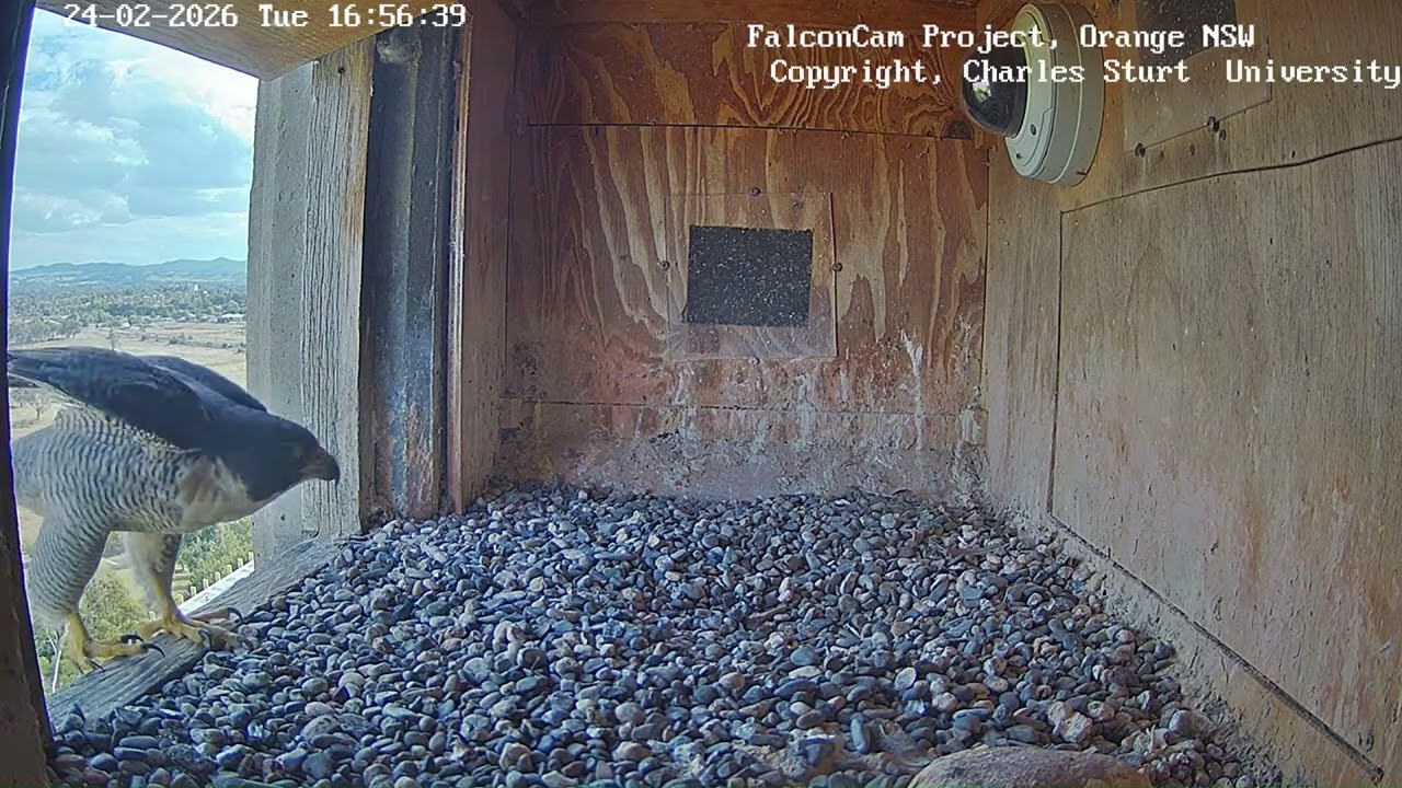 Girri is still around! FalconCam Project, Orange NSW, 24 February 2026