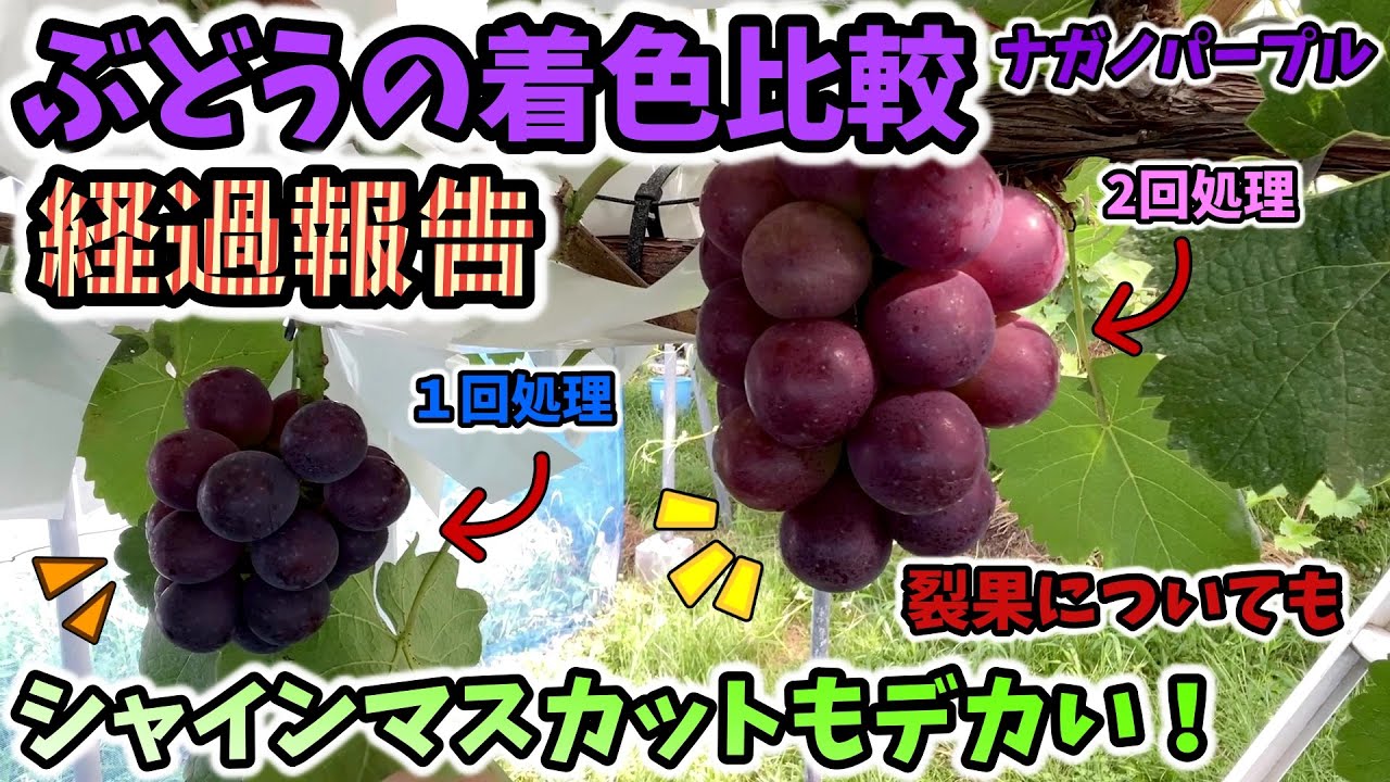 【🍇ぶどう】着色比較の経過報告と裂果について。シャインマスカットも順調。マイハートのジャングルと化した園より報告！【158回目】佐賀県吉野ヶ里町で果樹栽培日誌＃ぶどう栽培#シャインマスカット