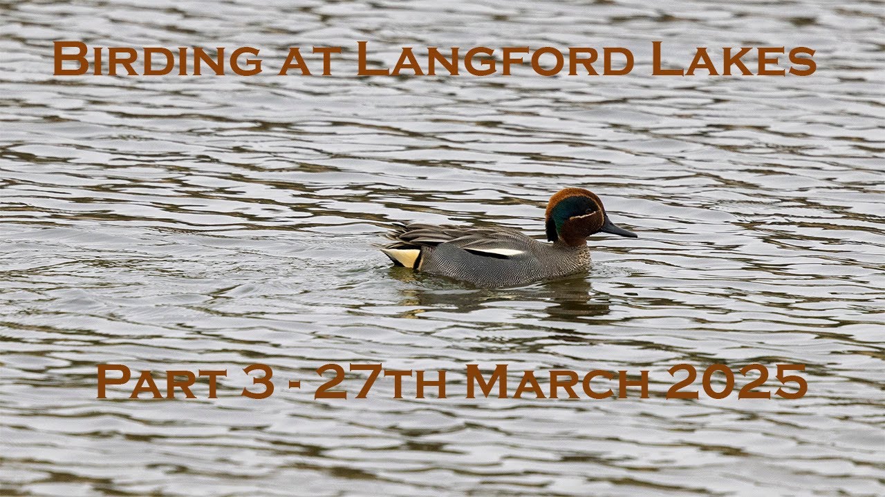 A year at Langford Lakes - Teal, Shoveller and snipe March 2025