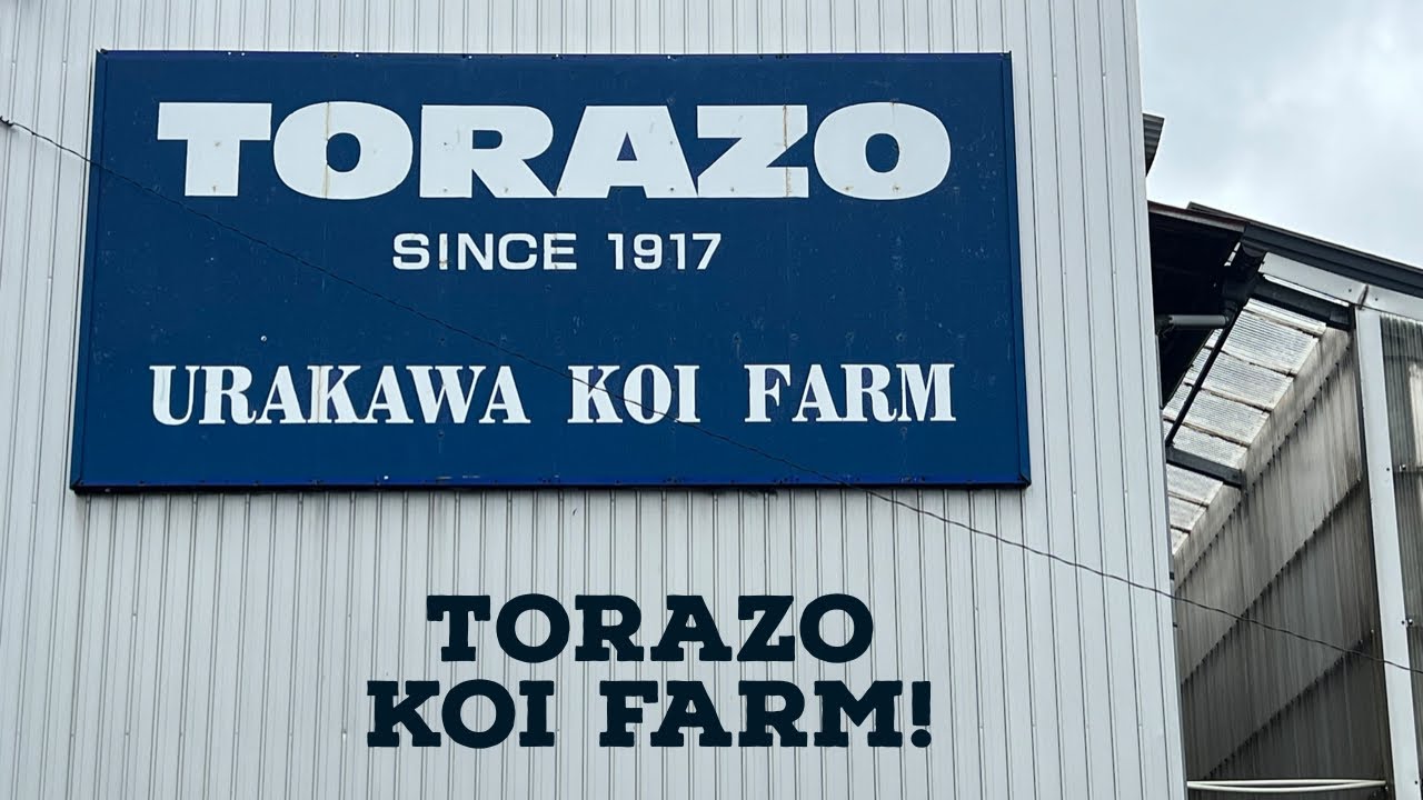 TORAZO KOI FARM! 2022!!