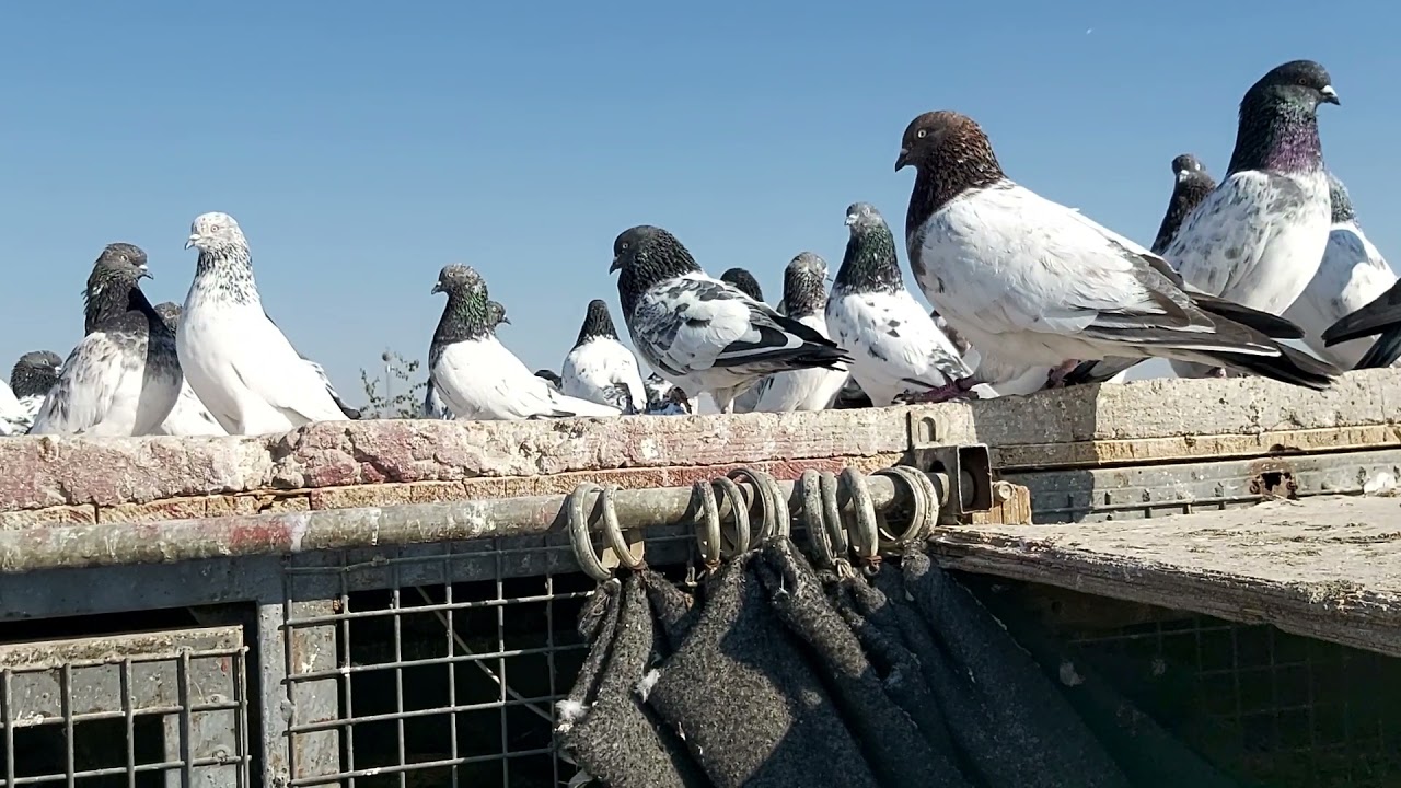 شلون اطلع فرخ قطع واحد