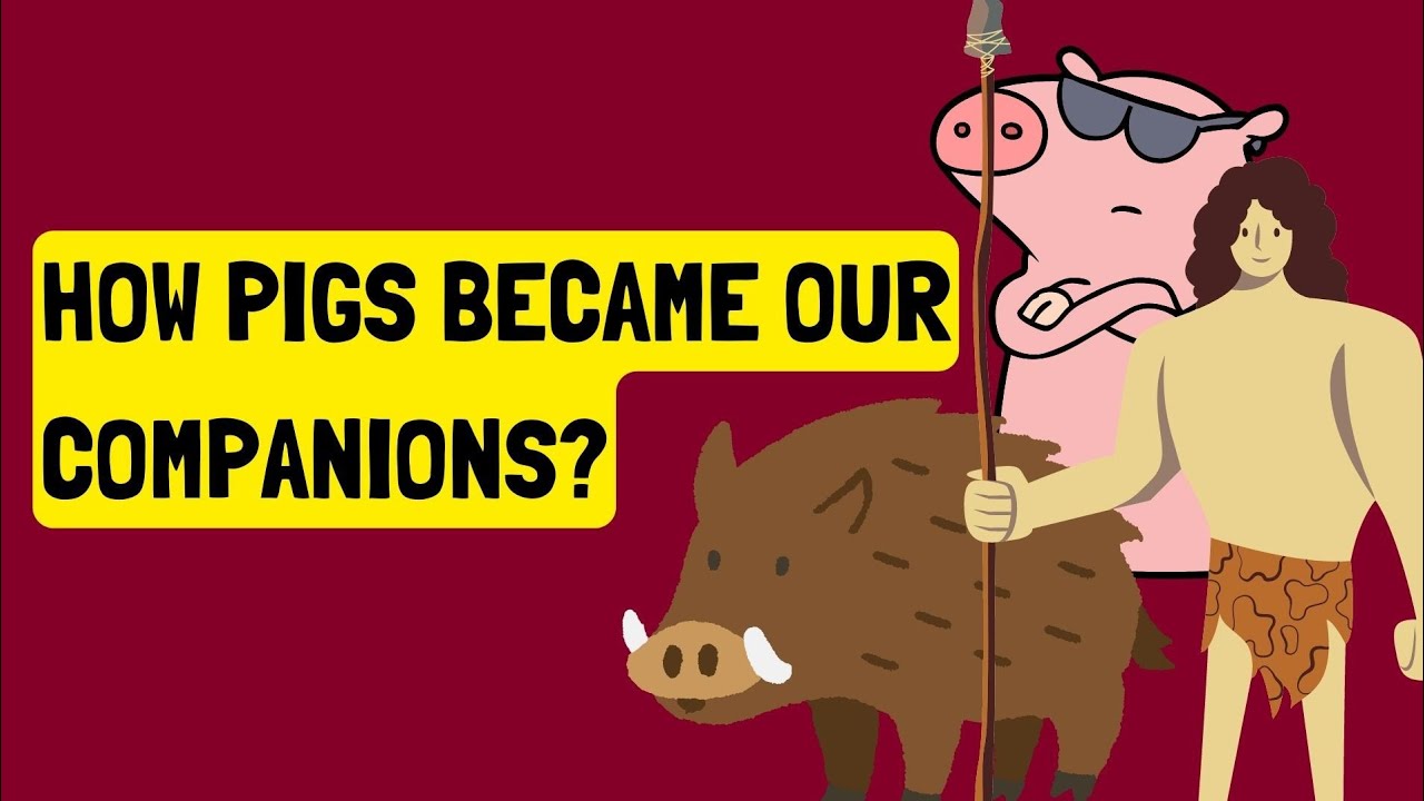 History of Pig Domestication